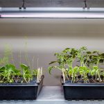 Various Types of Grow Lights for Indoor Plants 