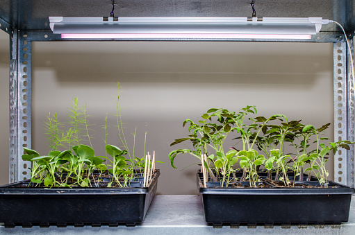 Various Types of Grow Lights for Indoor Plants 